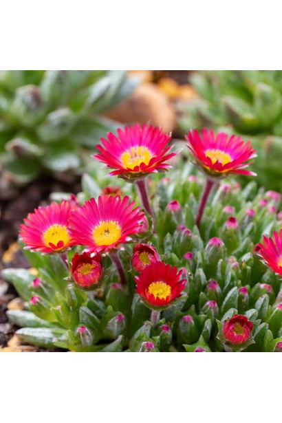 Делосперма Санделла Ред